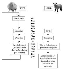 Sheep Life Cycle Life Cycles Life Weaning