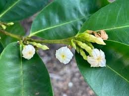 Image result for Mascarenhasia