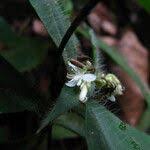 Image result for Stanfieldiella