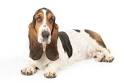 Hound Dog Breeds : Dog Breed Selector : Animal Planet
