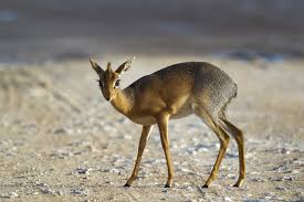 Having a super exotic (or even kind of exotic) pet means that when (not if but when). 5 Curious Facts About The Dik Dik Africa Geographic