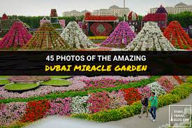 This is the zaniest garden ever. 45 Photos Of The Amazing Dubai Miracle Garden Dubai Travel Blog