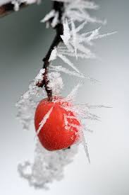 From My Board Garten Im Winter Winter Garden Winter Love Winter Garden My Secret Garden