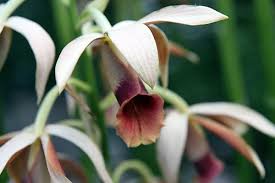 Image result for Phaius occidentalis