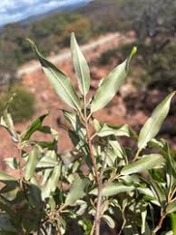 Image result for Ozoroa