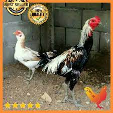 Ayam petelur terbagi atas beberapa jenis, yang membedakan dari beberapa jenis tersebut adalah kualitas ayam serta banyaknya jumlah produktifitas telur. Telur Hijau Ijo Ayam Birma Bhirma Bhurma Ori F1 Telur Fresh Original Telur Fertil Ori Shopee Indonesia