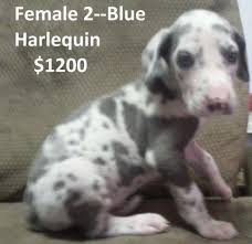 We breed for longevity and temperment as well and have hand picked our breeding stock from some of the best breeders around the world. Akc Great Dane Puppies Ready To Go For Sale In Marion Indiana Classified Americanlisted Com