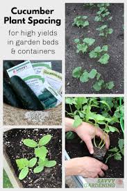 Compliance with initial order details. Cucumber Plant Spacing For High Yields In Gardens And Pots
