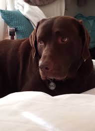 Their sweet nature makes them a great fit for families. A Chocolate Lab Welcome Virginia Views