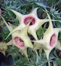 Image result for Huernia verekeri