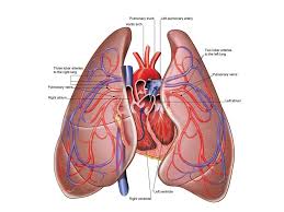 Heart And Lung Illustration Heart And Lungs Heart And Lungs Diagram Heart Diagram