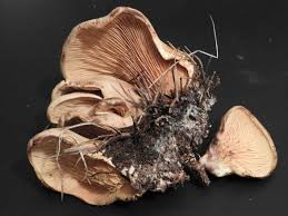 Image result for Paxillus panuoides