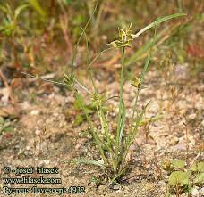 Image result for Pycreus flavescens