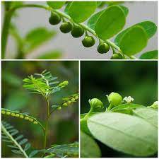 Phyllanthus Niruri Bhumi Amla In 2021 Medicinal Plants Plants Plant Leaves