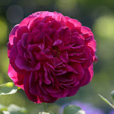 Rosa 'munstead wood' is a stunning english rose with large, fully petaled (about 74 petals) blossoms, light crimson in the bud, but as the center gradually reveals itself, become a very rich velvety crimson. Munstead Wood Rose Rot Ca 100cm David Austin 2007 Rosa Munstead Wood Online Bestellen