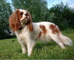 Browse the list of top 100 cute names, including fabiana and finley Extraordinary Dog Names Starting With Letter E Both Male And Female Dogs