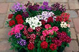 Perennial verbenas should be planted the recommended distance apart according to variety. Garden Verbena Mix Colors 50 Seeds Etsy Flower Seeds Verbena Annual Plants