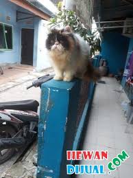 Inilah ras kucing paling populer, kucing persia. Harga Kucing Peaknose Calico Kucing Lucu