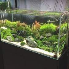 See more ideas about freshwater aquarium, aquascape, planted aquarium. 55 Wondrous Aquarium Design Ideas For Your Extraordinary Home Decoration Aquarium Decoration Design Home In Freshwater Aquarium Aquarium Design Aquarium