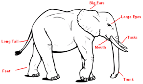 Elephants are categorized under proboscides (order) although there were initially over 352 species now only two remain the african and asian elephant. Elephant Body Parts Labeled