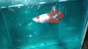 Buli is located south of the city of manila. Cupang Tancho Youtube