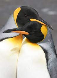 how cute is this king penguin couple penguins cute penguins wild animals photography