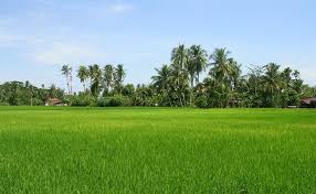Rumah dengan pemandangan sawah dan gunung. Gambar Sawah Padi Di Kampung Literatur