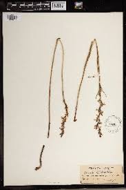 Image result for Brachycorythis buchananii