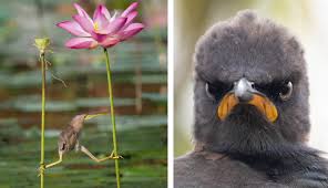 10 hours ago · 6 of 19 attribution: Take A Break And Laugh At Some Of The Best Entries Of 2021 Comedy Wildlife Photography Awards Diy Photography