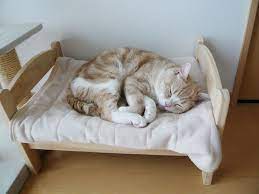 japanese cat owners turn ikea doll beds into adorable cat beds ikea cat bed ikea cat cat bed