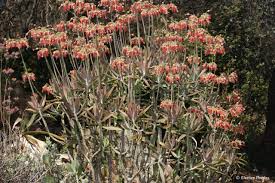 Image result for Cotyledon barbeyi
