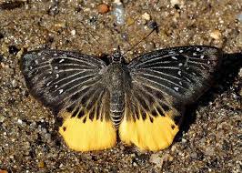 Image result for Trichoneura