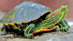 Chennai 3 000 Red Eared Slider Turtles Rescued