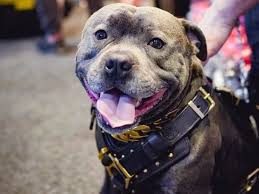 Aug 06, 2020 · how much do blue nose pitbulls puppies cost? Blue Nose Pitbull Complete Guide Dog Leash Pro