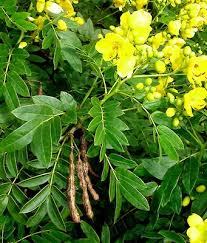 Image result for Senna floribunda