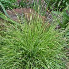 Image result for Setaria nigrirostris