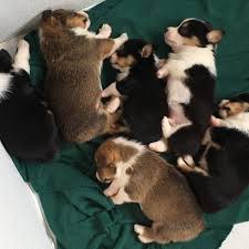 The pembroke welsh corgi will generally have a coat color of red, sable, fawn, or black and tan. Cannon River Corgis Home Facebook
