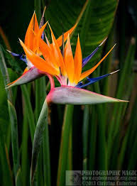 Bird Of Paradise Images Pin On Misc