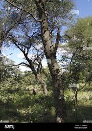 Image result for Acacia nigrescens