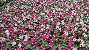 Caring For Annual Vinca Youtube