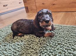 Image result for jezevčík drsnosrstý