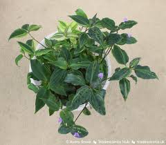 Image result for Tinnea galpinii