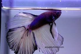 Pez Betta Super Delta Celofan Bettas Acuarios Peces De Acuario Pez Betta Venta De Acuarios