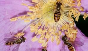 To know how much pest control costs, discover the services a pest control business provides. Taexx Pest Control