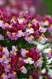 Image result for Nemesia