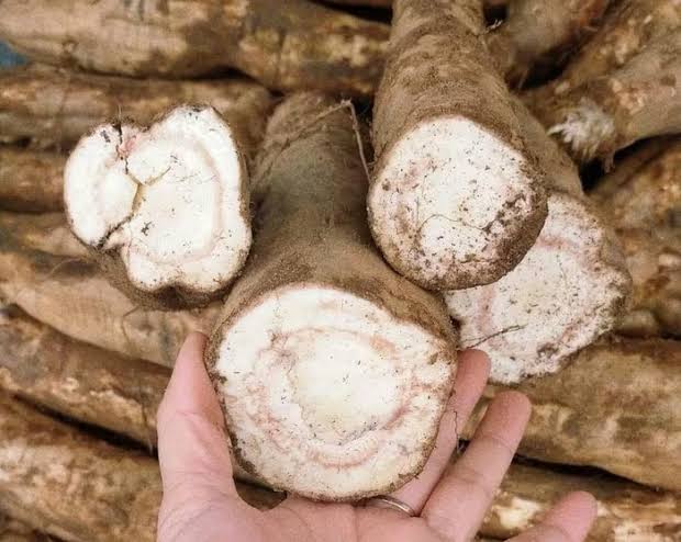Củ sắn dây: Vị thuốc dân gian giúp thanh nhiệt, giải rượu