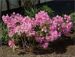 Rhododendron Ponticum Graziella Rozanecznik Pontyjski Garden Plants Rhododendron Plants