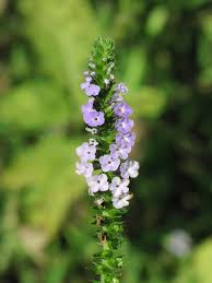 Image result for Heliotropium indicum