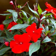 Best hanging basket plants for sun or shade, & tips on growing hanging plants. Hanging Baskets In Shade Trailing Plants For A Dark Patch In The Garden