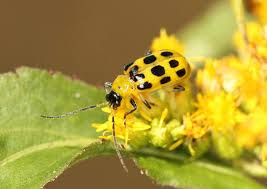 12 Worst Vegetable Garden Pests